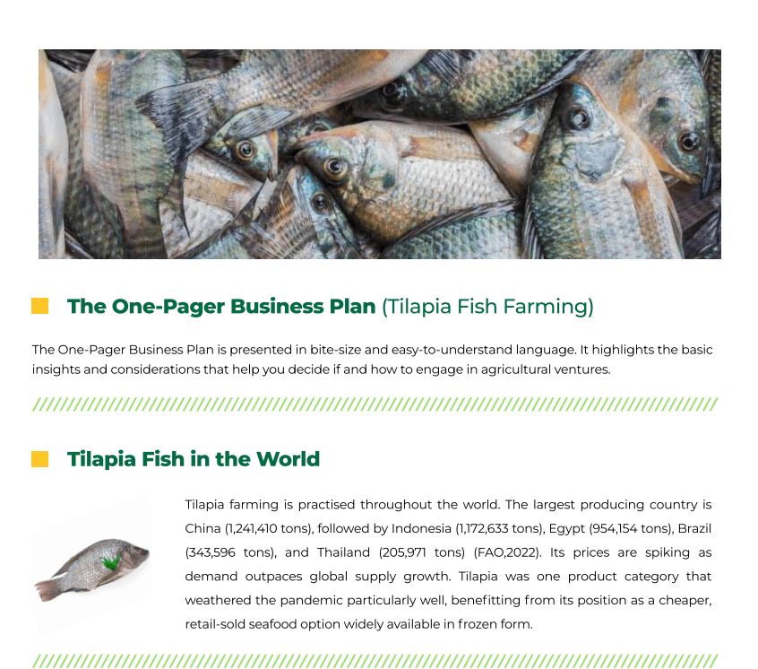 Tilapia