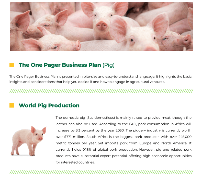 Pig